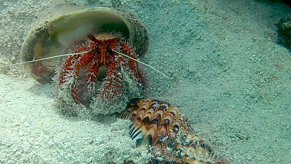 Crab chomping on a another crab?